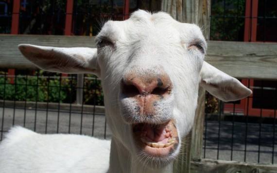 GoatFunny