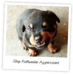 Stop-Rottweiler-Aggression